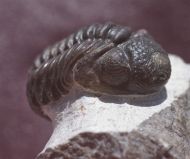 Phacops araw Chatterton et al 2009