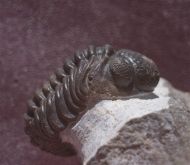 Phacops araw Chatterton et al 2009