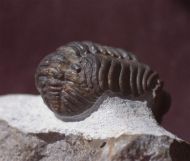 Phacops araw Chatterton et al 2009