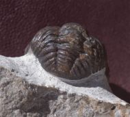 Phacops araw Chatterton et al 2009