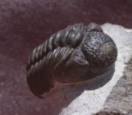 Phacops araw Chatterton et al 2009