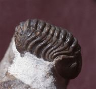 Phacops araw Chatterton et al 2009