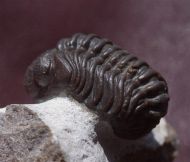 Phacops araw Chatterton et al 2009