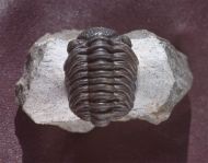 Phacops araw Chatterton et al 2009