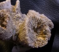 Thecosmilia trichotoma (GOLDFUSS 1826)