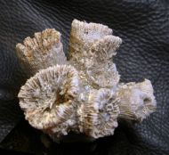 Thecosmilia trichotoma (GOLDFUSS 1826)