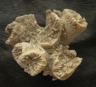 Thecosmilia trichotoma (GOLDFUSS 1826)