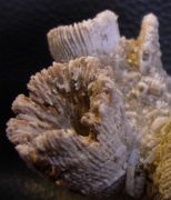Thecosmilia trichotoma (GOLDFUSS 1826)