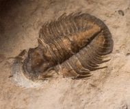 Tropidocoryphe sp.