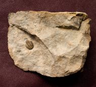 Tropidocoryphe sp.