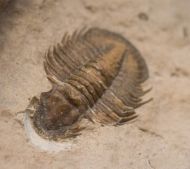 Tropidocoryphe sp.