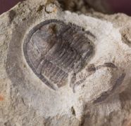 Cornuproetus cornutus (GOLDFUSS, 1843)