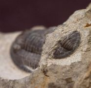 Cornuproetus cornutus (GOLDFUSS, 1843)