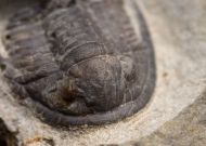 Cornuproetus cornutus (GOLDFUSS, 1843)