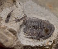 Cornuproetus cornutus (GOLDFUSS, 1843)