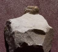 Gerastos cuvieri (STEININGER, 1831)