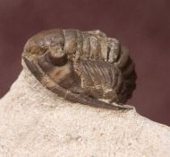 Cornuproetus cornutus (GOLDFUSS, 1843)