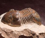 Paralejurus brongniarti menanensis SNAJDR, 1960