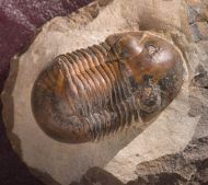 Paralejurus brongniarti menanensis SNAJDR, 1960