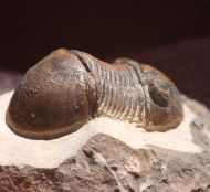 Paralejurus brongniarti menanensis SNAJDR, 1960