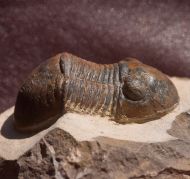 Paralejurus brongniarti menanensis SNAJDR, 1960