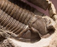 Cornuproetus cornutus (GOLDFUSS, 1843)
