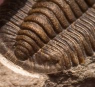 Cornuproetus cornutus (GOLDFUSS, 1843)