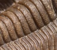Cornuproetus cornutus (GOLDFUSS, 1843)