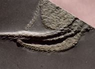 Taeniaster beneckei  (St�rtz, 1886)