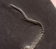 Taeniaster beneckei  (St�rtz, 1886)