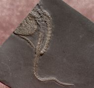 Taeniaster beneckei  (St�rtz, 1886)