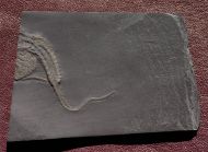 Taeniaster beneckei  (St�rtz, 1886)