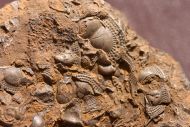 Onnia sp.
