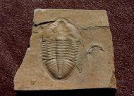 Ogyginus corndensis (MURCHISON,1839)