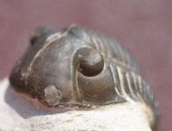 Paralejurus rehammanus G. Alberti 1970