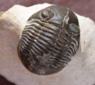 Paralejurus rehammanus G. Alberti 1970