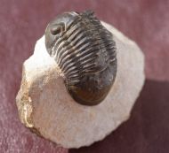 Paralejurus rehammanus G. Alberti 1970