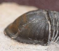 Paralejurus rehammanus G. Alberti 1970