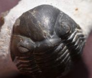 Paralejurus rehammanus G. Alberti 1970