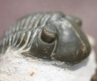 Paralejurus rehammanus G. Alberti 1970