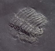 Chotecops sp.