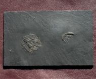 Chotecops sp.
