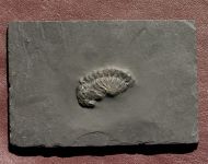 Chotecops sp.