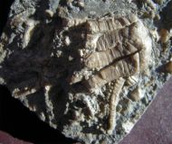 Encrinus liliiformis SCHLOTHEIM