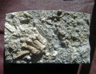 Encrinus liliiformis SCHLOTHEIM