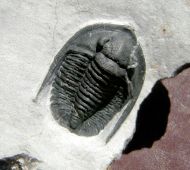 Diademaproetus sp.
