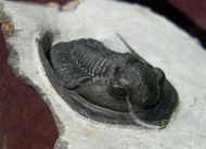Diademaproetus sp.