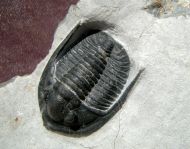 Diademaproetus sp.