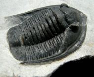 Diademaproetus sp.