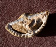 Mucrospirifer diluvianus (STEININGER, 1871)